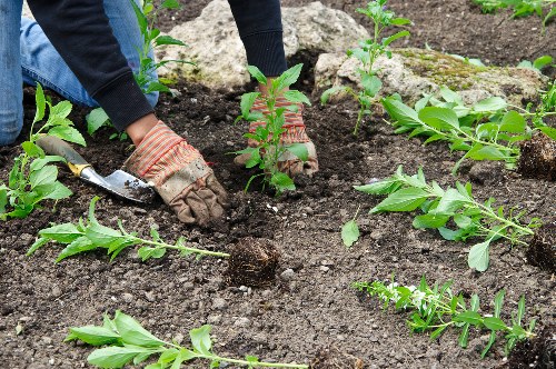 Sprouting plants and eco-friendly garden features in Eden Park