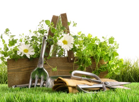 Expert landscaper demonstrating garden maintenance techniques